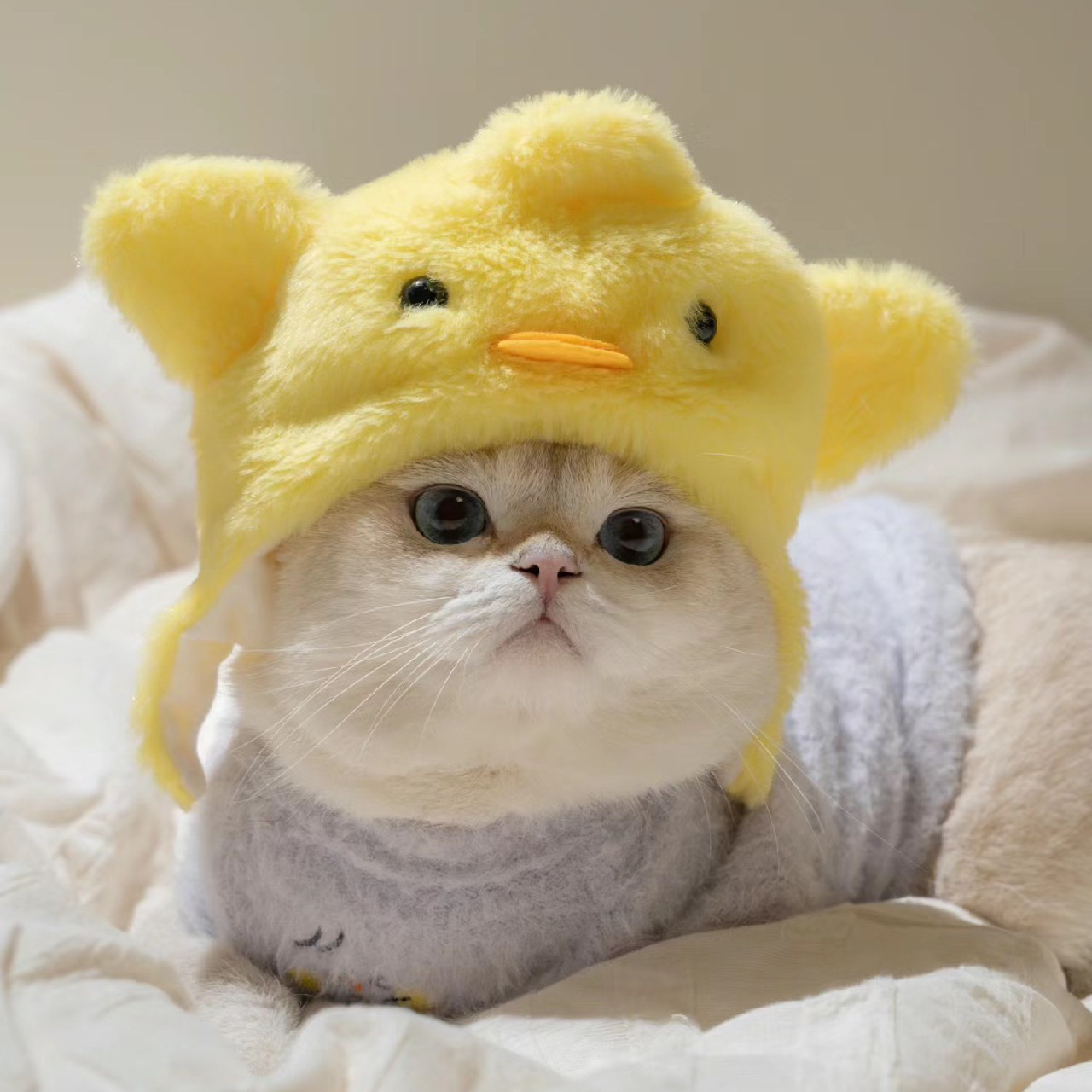 1pcs Interesting pet headwear  - Photography Interest review and price